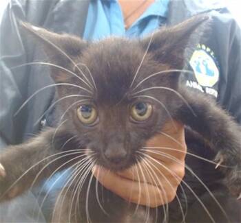 LOU -  Domestic Short Hair Cat for Adoption in Doral, Florida - LOU | PetCurious