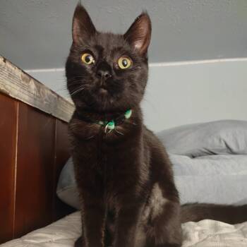 Domestic Short Hair Cats Available for Adoption - Kiki | PetCurious
