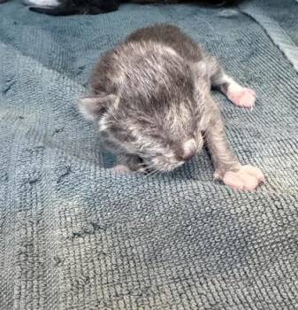 Domestic Short Hair Cats Available for Adoption - 60684277 | PetCurious