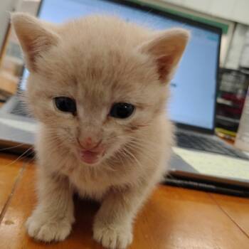 Buffy -  Domestic Short Hair Cat for Adoption in Coos Bay, Oregon - Buffy | PetCurious