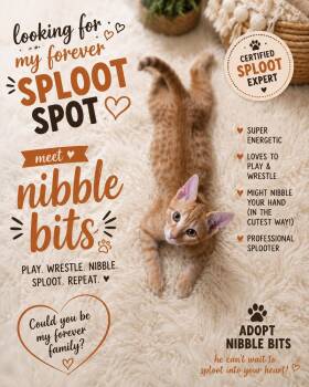 Nibble Bits 6787 -  Domestic Short Hair Cat for Adoption in Dallas, Texas - Nibble Bits 6787 | PetCurious