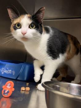 Luna -  Domestic Short Hair Cat for Adoption in Worcester, Massachusetts - Luna | PetCurious