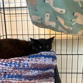 Domestic Short Hair Cats Available for Adoption in Huntington, West Virginia - Bart | PetCurious