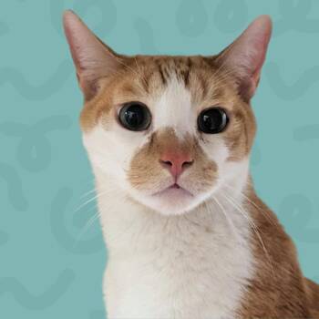 Harvest -  Domestic Medium Hair Cat for Adoption in Reno, Nevada - Harvest | PetCurious
