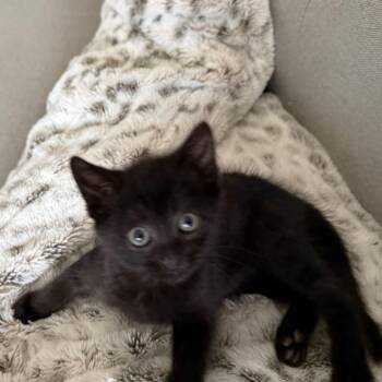 Domestic Short Hair Cats Available for Adoption in Silver Spring, Maryland - Violet (available 5/20/26) | PetCurious