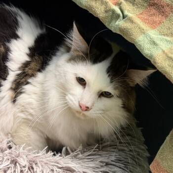 Finn -  Domestic Medium Hair Cat for Adoption in Watertown, New York - Finn | PetCurious