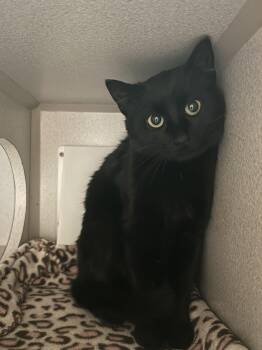 Domestic Short Hair Cats Available for Adoption in Mason City, Iowa - Raven | PetCurious