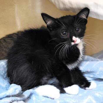Splotch -  Domestic Short Hair Cat for Adoption in Michigan City, Indiana - Splotch | PetCurious