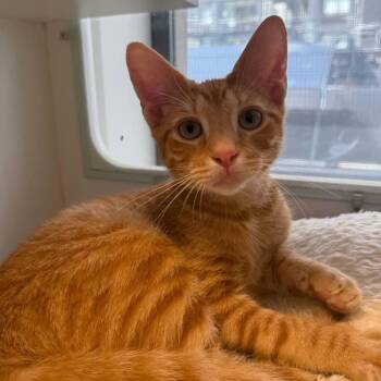 Cody -  Domestic Short Hair Cat for Adoption in New York, New York - Cody | PetCurious