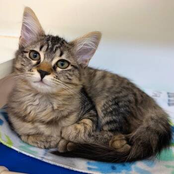 Prickly Pear -  Domestic Medium Hair and Domestic Short Hair Cat for Adoption in Woodinville, Washington - Prickly Pear | PetCurious