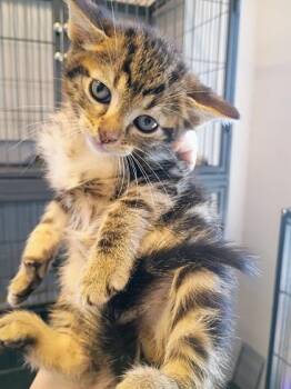 Swirly Joe -  Domestic Short Hair Cat for Adoption in Beatrice, Nebraska - Swirly Joe | PetCurious