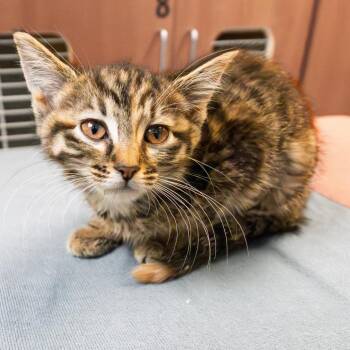 Bumper Car -  Domestic Short Hair Cat for Adoption in South Elgin, Illinois - Bumper Car | PetCurious