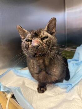 GRACY -  Domestic Short Hair Cat for Adoption in San Antonio, Texas - GRACY | PetCurious
