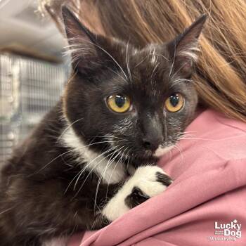 Domestic Short Hair Cats Available for Adoption - Snacks | PetCurious