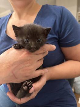 Domestic Short Hair Cats Available for Adoption in Camden, South Carolina - Monochrome (Available For Pre-adoption) | PetCurious
