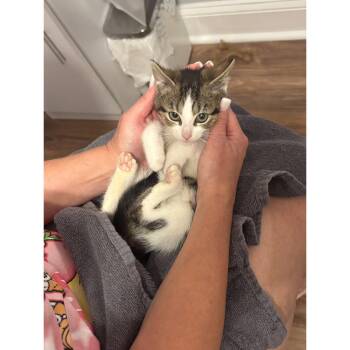 Karen Mean Girls -  Domestic Short Hair Cat for Adoption in Trenton, New Jersey - Karen Mean Girls | PetCurious
