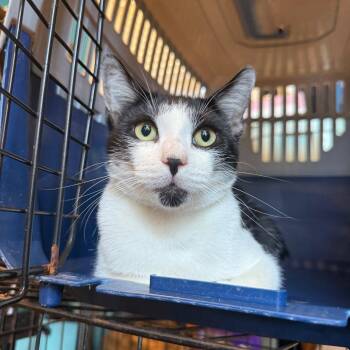 Phineas -  Domestic Short Hair Cat for Adoption in New York, New York - Phineas | PetCurious