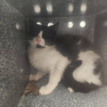 Domestic Short Hair Cats Available for Adoption in Evensville, Tennessee - Domino | PetCurious