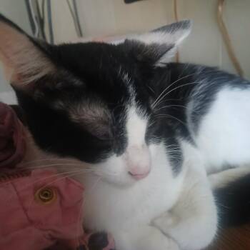 American Shorthair Cats Available for Adoption - Mellow | PetCurious