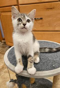 Stevie and Frosty - in foster care -  Domestic Short Hair Cat for Adoption in Mendham, New Jersey - Stevie And Frosty - In Foster Care | PetCurious