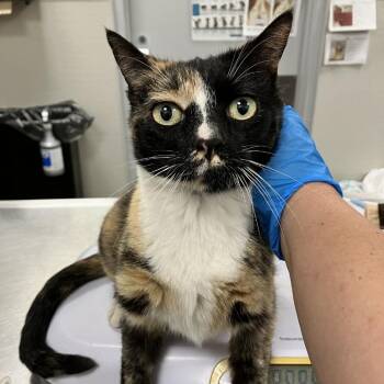 Snacks -  Domestic Short Hair Cat for Adoption in Las Cruces, New Mexico - Snacks | PetCurious