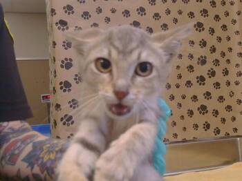 CHASTITY -  Domestic Short Hair Cat for Adoption in Sacramento, California - CHASTITY | PetCurious