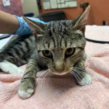Pinocchio -  Domestic Short Hair Cat for Adoption in Flagstaff, Arizona - Pinocchio | PetCurious