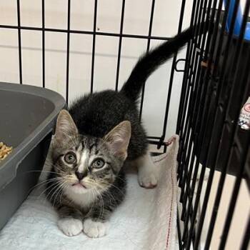 Socks -  Domestic Short Hair Cat for Adoption in Cincinnati, Ohio - Socks | PetCurious