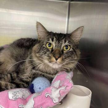 Steven -  Domestic Medium Hair Cat for Adoption in Winthrop, Maine - Steven | PetCurious
