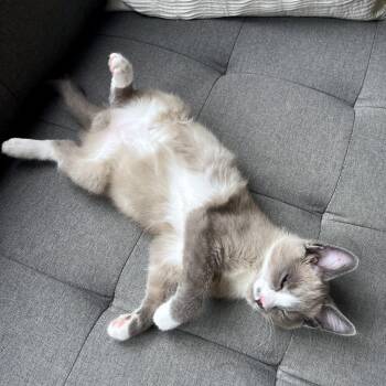Sonny -  Domestic Medium Hair Cat for Adoption in Woodinville, Washington - Sonny | PetCurious