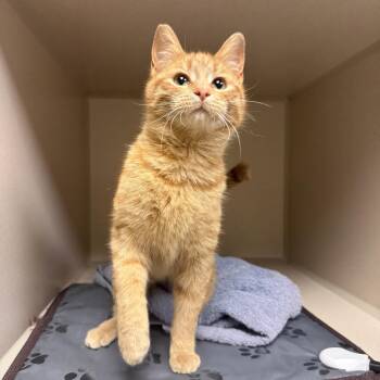 Domestic Short Hair Cats Available for Adoption in Kearney, Nebraska - Leilani | PetCurious