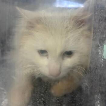 Domestic Medium Hair Cats Available for Adoption - Guy Fieri | PetCurious