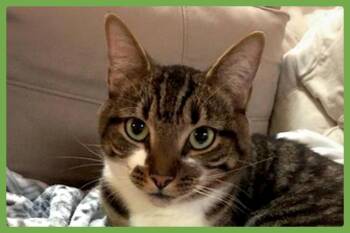 Tito -  Domestic Short Hair Cat for Adoption in Amherst, Massachusetts - Tito | PetCurious