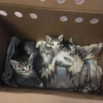 Sushi -  Domestic Short Hair Cat for Adoption in Brentwood, Missouri - Sushi | PetCurious