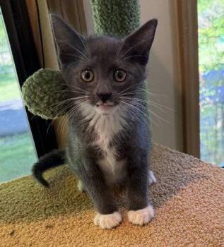 Ducky -  Domestic Short Hair Cat Available for Adoption in Midland, Virginia - Ducky | PetCurious