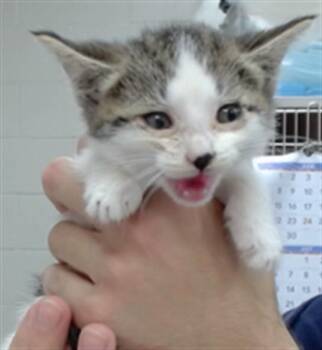 BELLA -  Domestic Short Hair Cat for Adoption in Salinas, California - BELLA | PetCurious