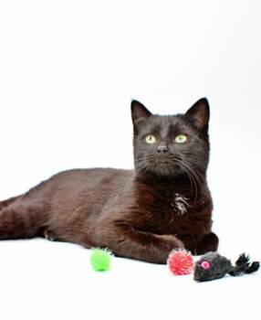 Domestic Short Hair Cats Available for Adoption in Morton Grove, Illinois - Hector | PetCurious
