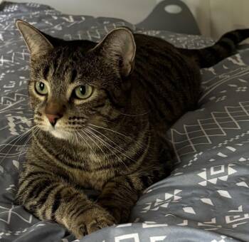 Sadie 2yrs -  Tabby Cat for Adoption in London, Ontario - Sadie 2yrs | PetCurious