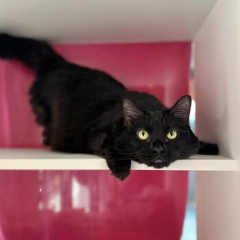 Domestic Long Hair Cats Available for Adoption in Salt Lake City, Utah - Shego | PetCurious