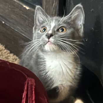 Rescue Domestic Short Hair Cats for Adoption in Middleton, Wisconsin - HMS Dauntless | PetCurious