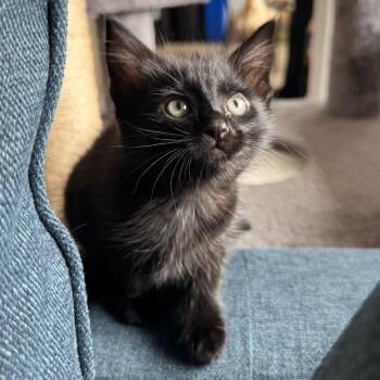 Domestic Short Hair Cats Available for Adoption in Keizer, Oregon - Magpie | PetCurious