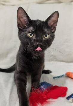 Ellis26 -  Domestic Short Hair Cat for Adoption in Youngsville, North Carolina - Ellis26 | PetCurious