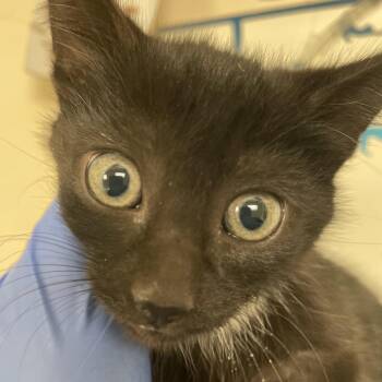 Grapevine -  Domestic Short Hair Cat for Adoption in Lynchburg, Virginia - Grapevine | PetCurious