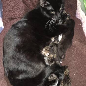 Domestic Short Hair Cats Available for Adoption - Hulk C10108 | PetCurious