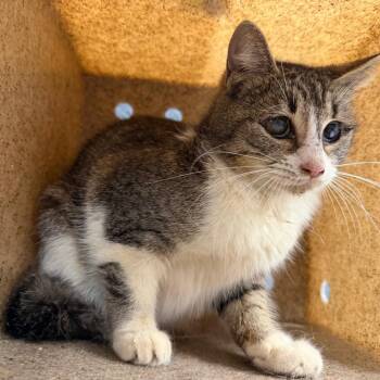 Domestic Short Hair Cats Available for Adoption in Tuscaloosa, Alabama - TUSC-Wildlife-84038 | PetCurious