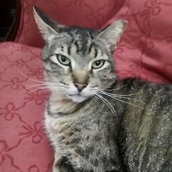 Tiger -  Domestic Short Hair Cat for Adoption in Liverpool, Texas - Tiger | PetCurious