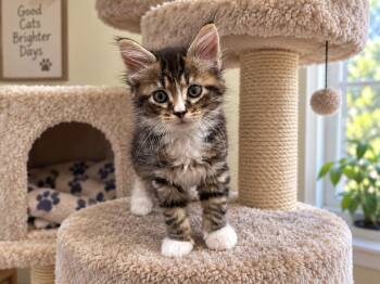 Brownie -  Domestic Short Hair Cat for Adoption in Sebastian, Florida - Brownie | PetCurious