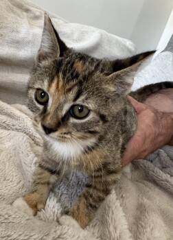 Rescue Domestic Short Hair Cats for Adoption in Calera, Alabama - Butterscotch | PetCurious
