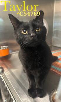 Domestic Short Hair Cats Available for Adoption in Clarksville, Tennessee - Taylor | PetCurious