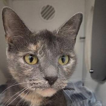 Domestic Short Hair Cats Available for Adoption in Voorhees Township, New Jersey - Snickers | PetCurious